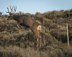 Mule deer hopping