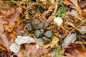 White-Tailed Deer Poop, running dropping