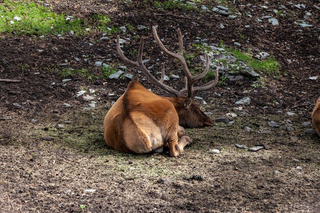 Fallow Deer Breeding Season