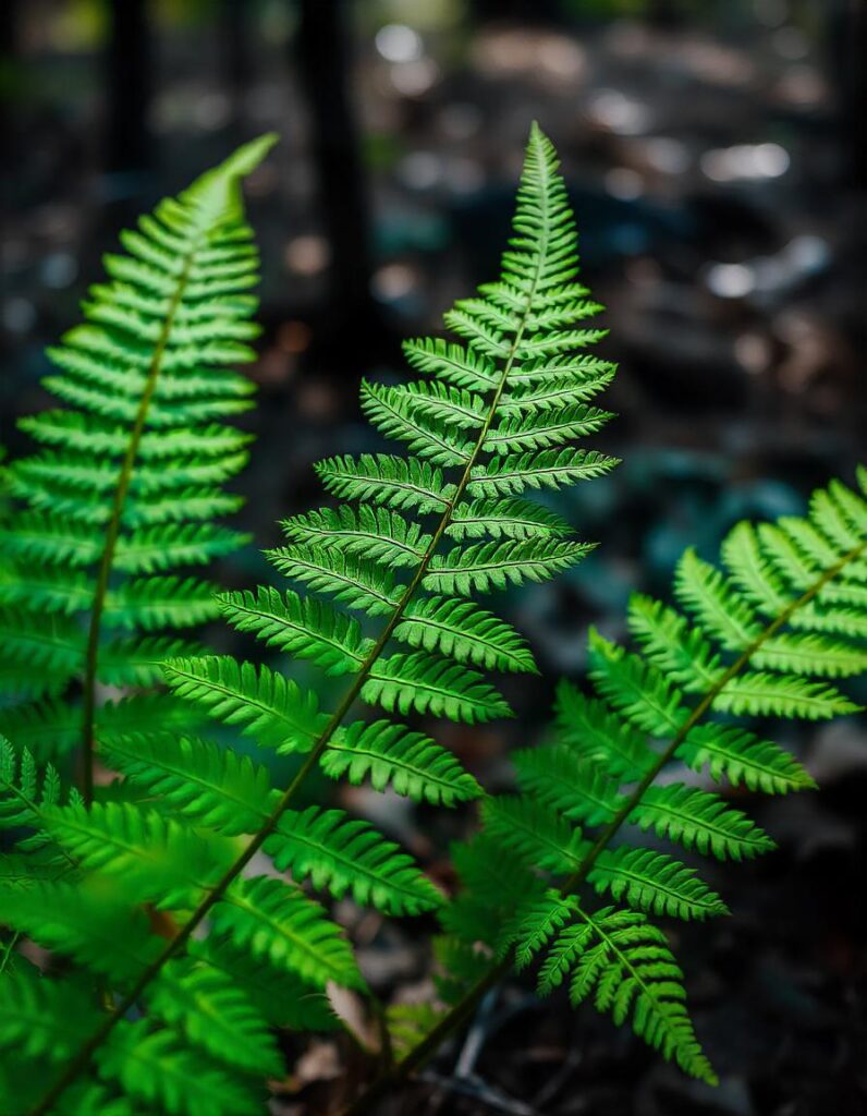 Lady Fern