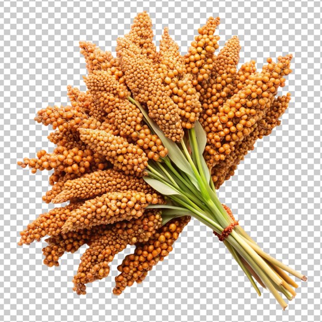 Sorghum - best cereal grain for deer