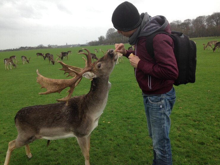 Man visit deer in Santuary.