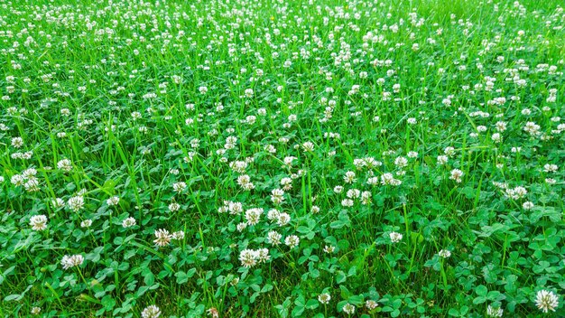 What grass do deer eat - Clover