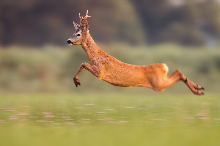 White-tailed deer jumping