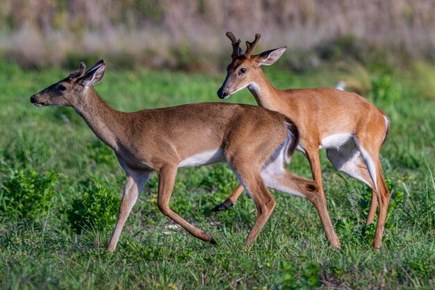 Two aggressive deer running 