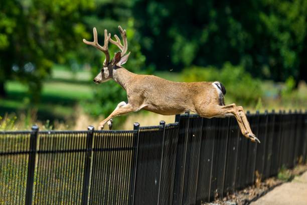 White-tailed deer jumping fence