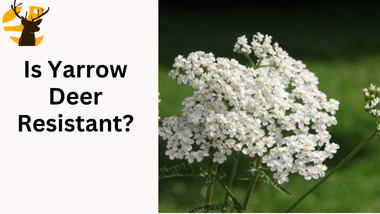 Is Yarrow Deer Resistant Plant