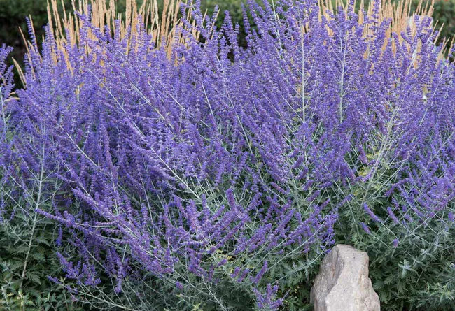 Russian Sage deer resistant plant