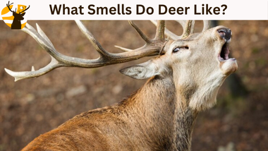 What smells do deer like