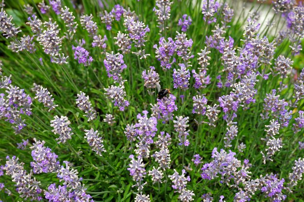 Lavender plant- deer resistant plant
