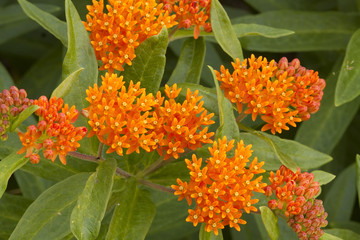 Butterfly weed pant