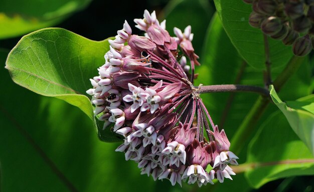 Common Milkweed Deer Resistant Plant
