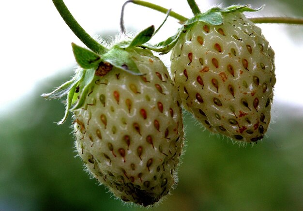 Unripe Strawberry