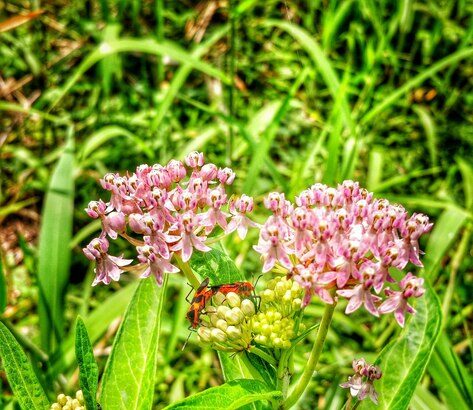 Milkweed Deer Resistant plant