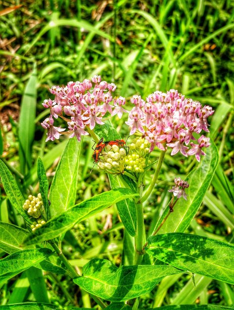 Milkweed Deer Resistant plant