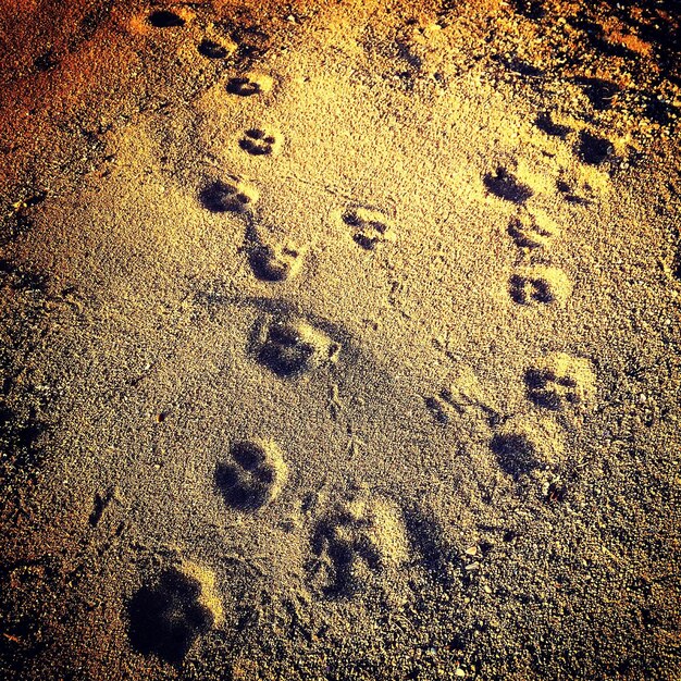 Deer footprints and Trails