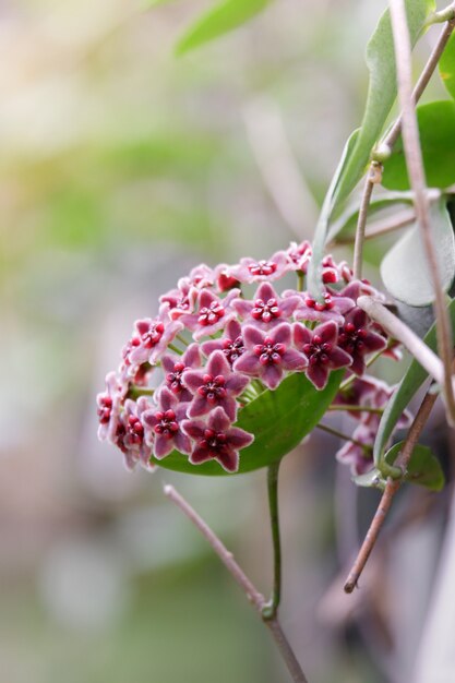 Swamp Milkweed 