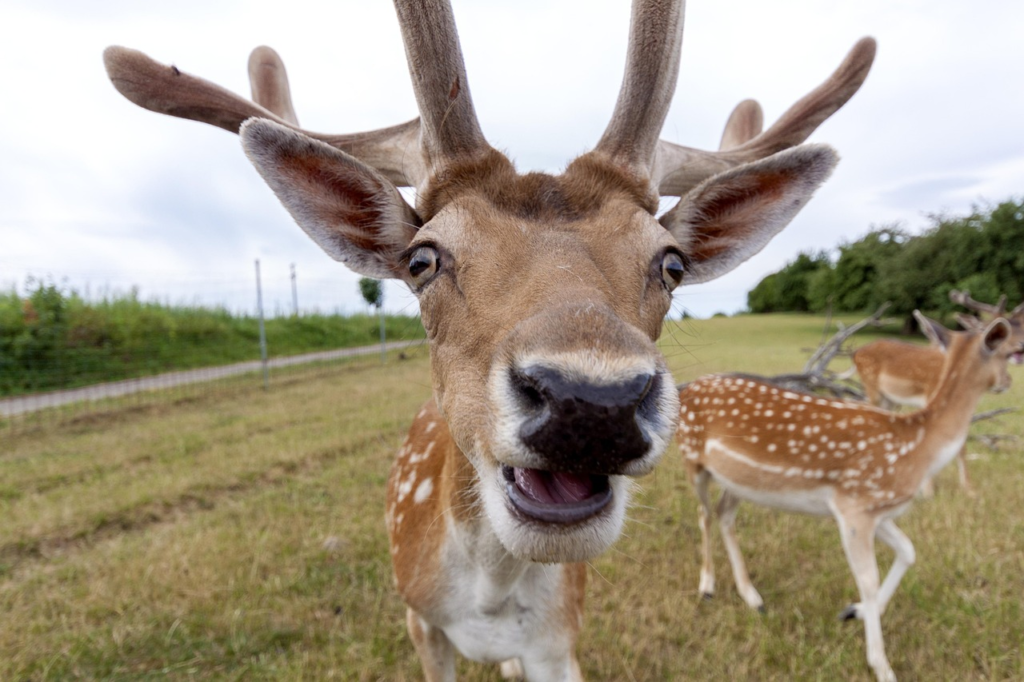 A curious deer with large antlers a chronic wasting disease, and a spotted coat approaches the camera with its mouth open, standing in a grassy field with other deer grazing in the background