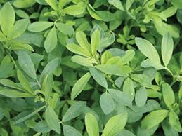 A close-up of green alfalfa leaves, highlighting this protein-rich forage plant that is excellent for summer deer nutrition.