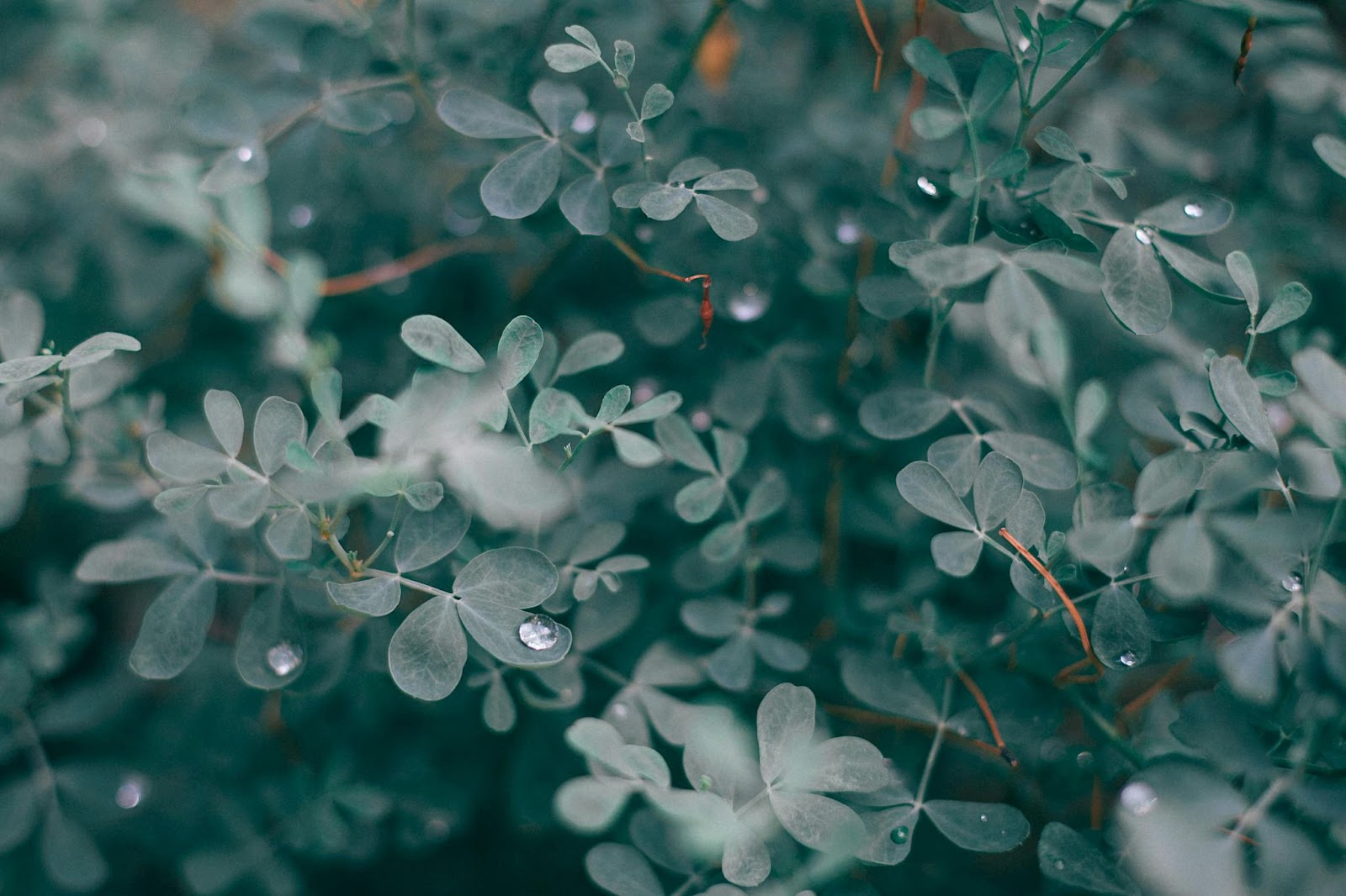 Close-up of eucalyptus leaves with water droplets, showcasing one of the key essential oil plants used in effective DIY deer repellent recipes