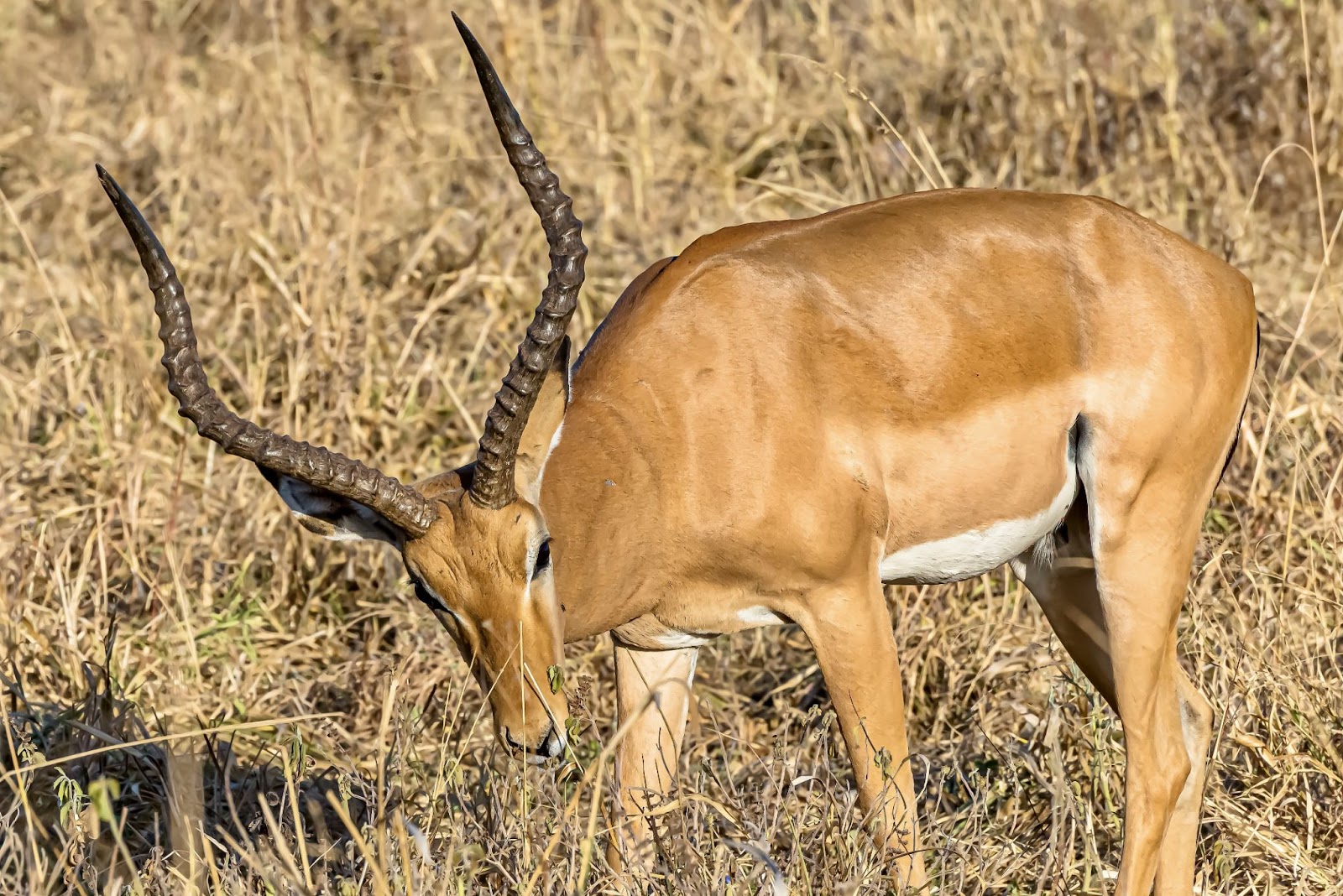 An impala with long, curved horns grazes in a field of dry, light-brown grasses, illustrating a common Browse behavior.