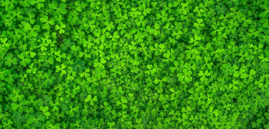 A vibrant, dense patch of green clover, a highly nutritious and favored food source for deer in summer.