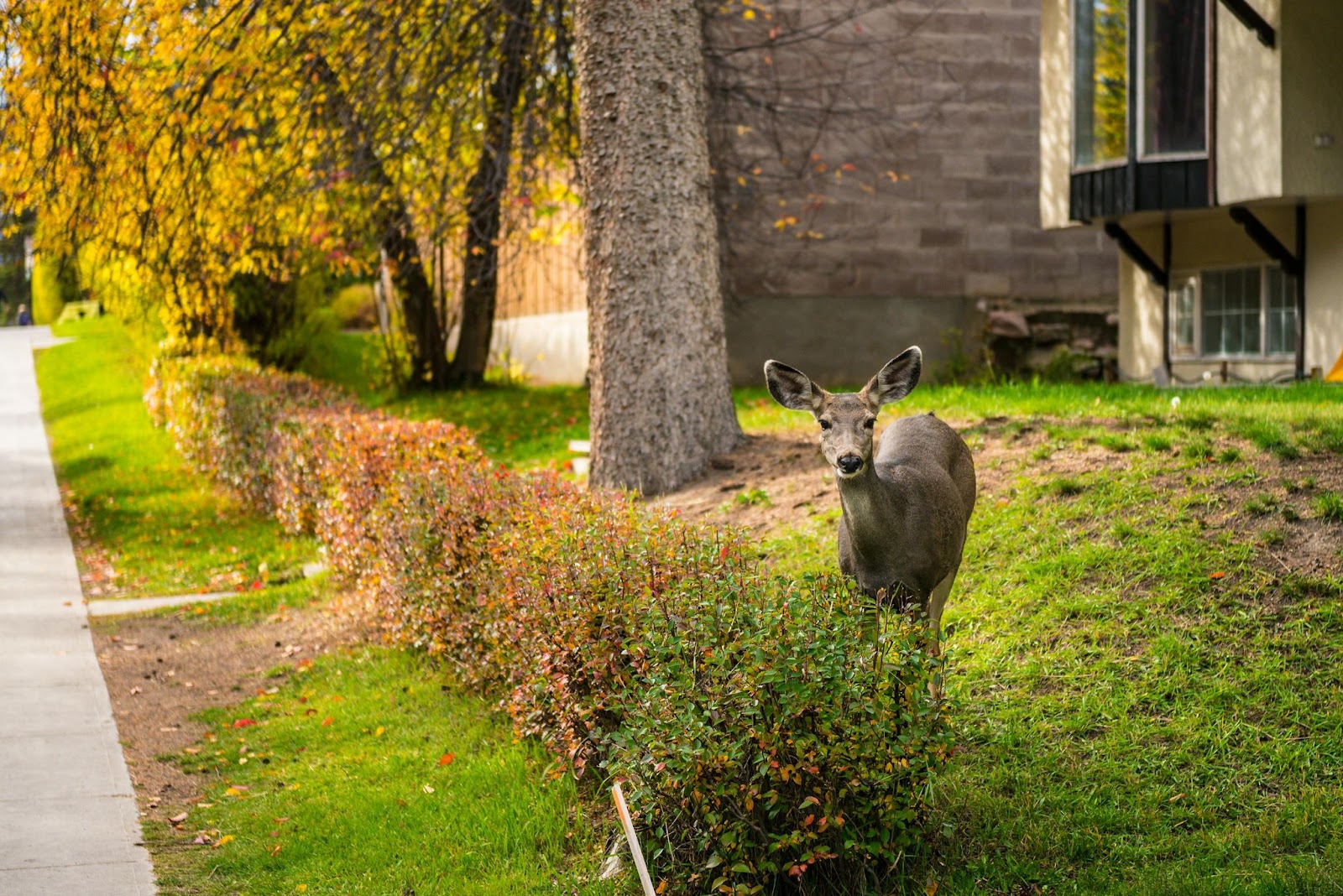 Deer grazing on landscaped shrubs and plants in a residential front yard during autumn, demonstrating the garden damage that prompts homeowners to seek effective DIY deer repellent solutions