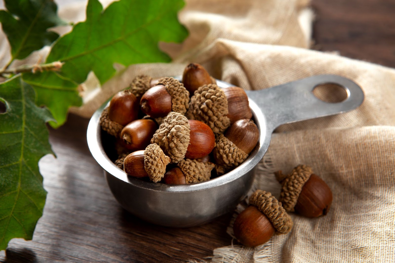 A metal bowl overflowing with shiny brown acorns, with an oak leaf visible to the left, representing a natural and energy-rich food source for deer, especially in the fall