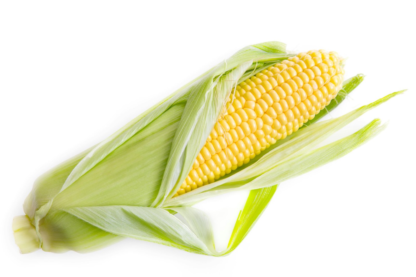 A fresh ear of yellow corn with its green husk partially peeled back, representing a high-energy food source that can attract deer.