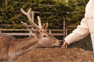 A young deer with developing antlers reaches its muzzle towards a person's outstretched hand, illustrating the direct interaction with deer when providing nutrition.