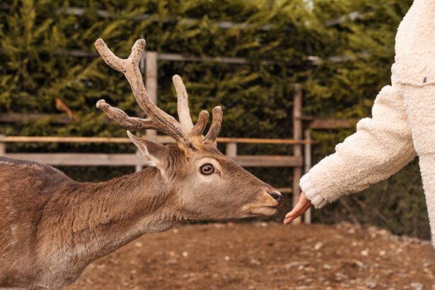 A young deer with developing antlers reaches its muzzle towards a person's outstretched hand, illustrating the direct interaction with deer when providing nutrition.