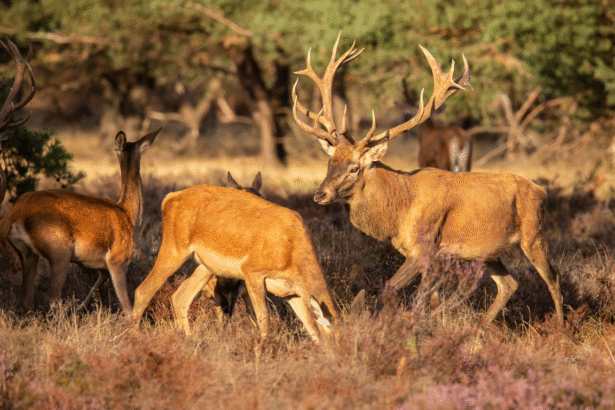 Group of red deer grazing in open meadow