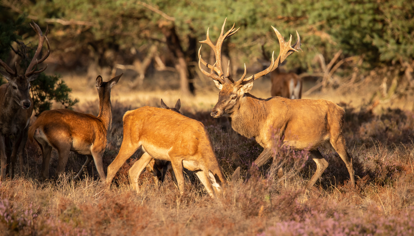 Group of red deer grazing in open meadow