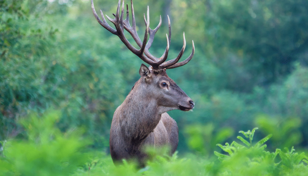 Red deer standing alert in the mountains
