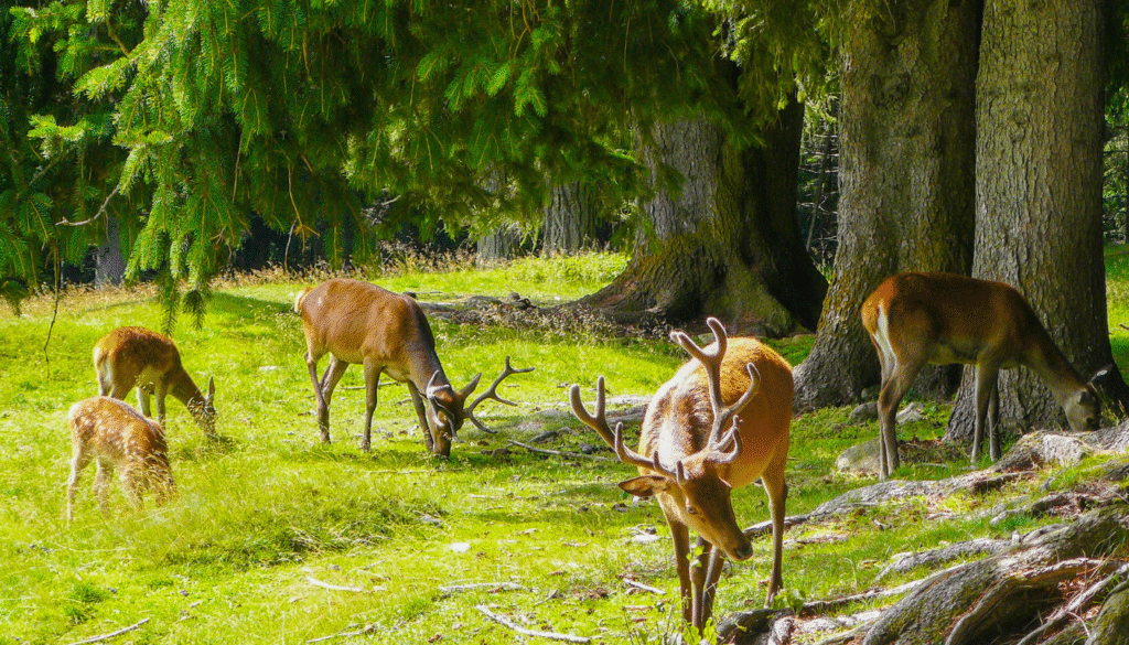 Deer feeding in a clover food plot and feeding deer strategy for hunters.