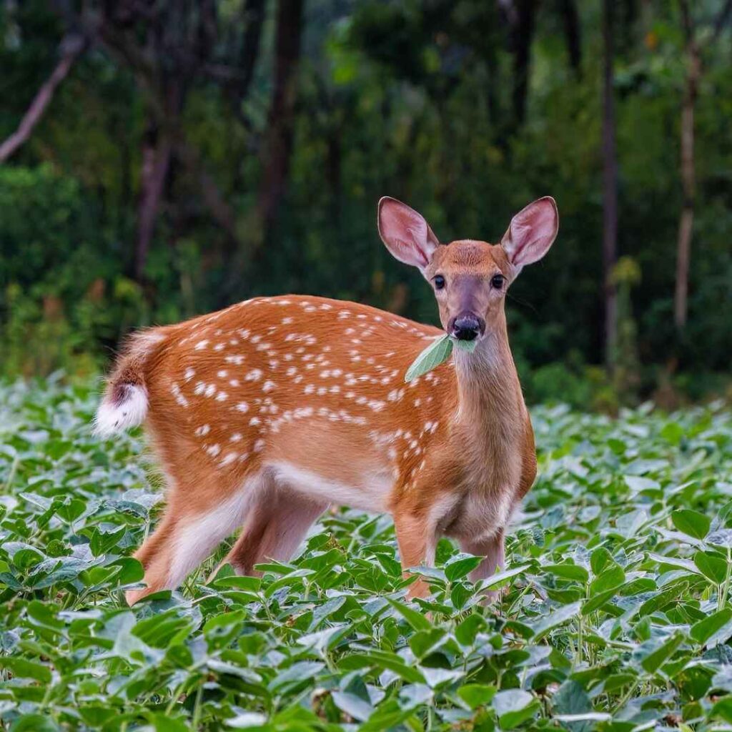Deer